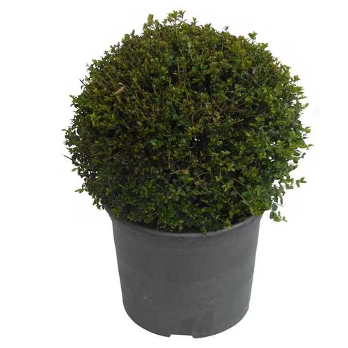 Pour équiper le jardin:Chèvrefeuille arbustif en pot de 5 litres