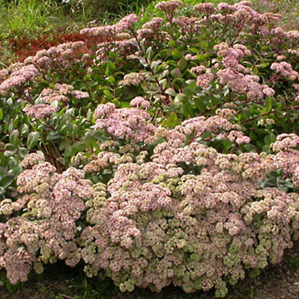 6 x Orpin 'Matrona' – Sedum 'Matrona', godet 9cm x 9cm