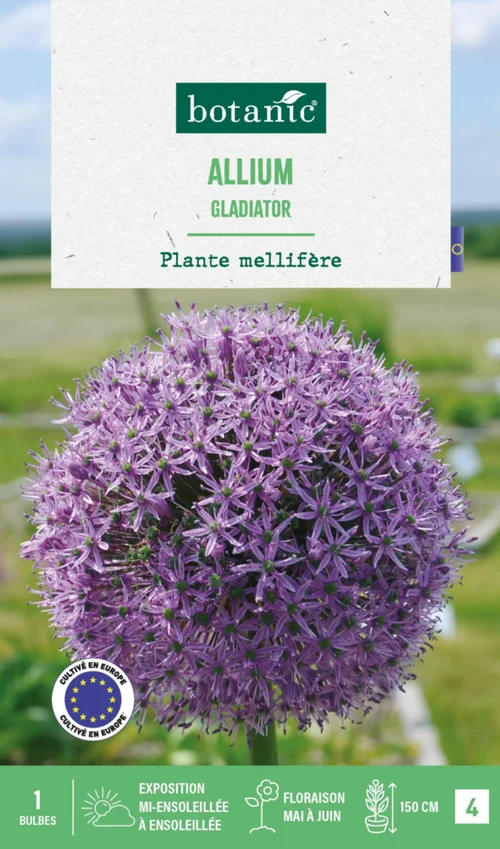 Style au jardin:Allium gladiator botanic® - 1 bulbe