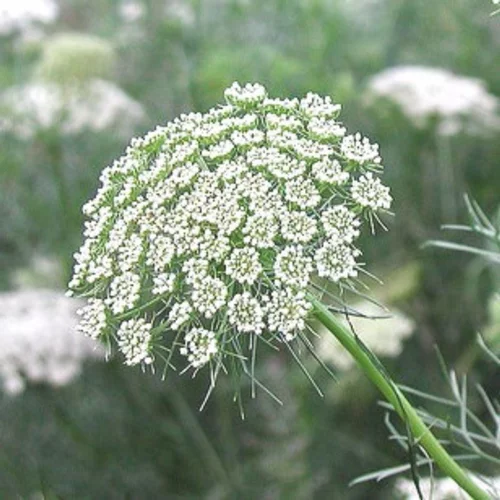 Jardin & déco：Cerfeuil décoratif - Le pot de 10.5 cm