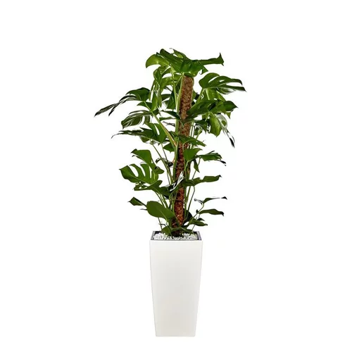 Pour transformer vos extérieurs:Monstera et son pot Cubico premium Ø 30 blanc