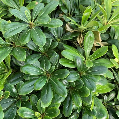 Jardin et nature:Pittosporum Tobira Nana. Le pot de 18 litres