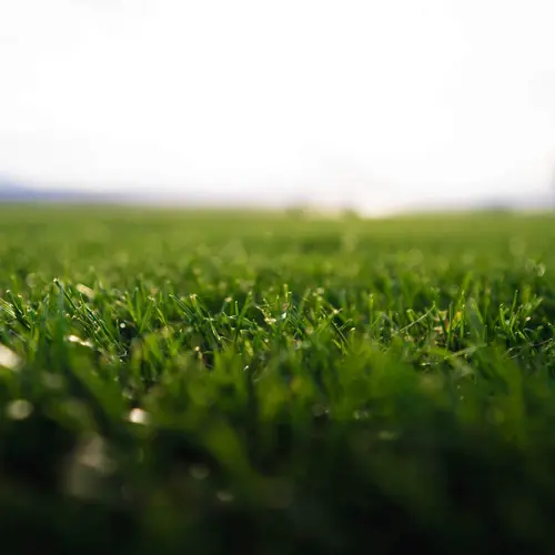 Une solution pratique pour le jardin:Gazon naturel résistant à la sécheresse en rouleaux Les Gazons de la Hardt - prix pour une surface achetée totale de 451 à 500 m²