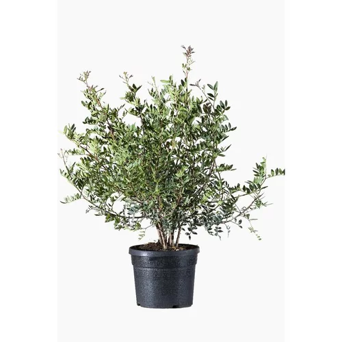 Votre allié à l’extérieur:Pistacia Lentiscus (Pistachier lentisque) en pot de 3 L vert