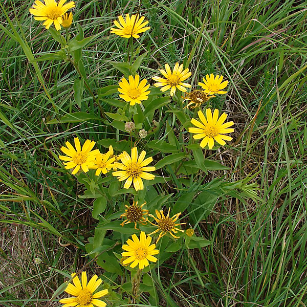 6 x Œil de bœuf jaune – Buphthalmum salicifolium | godet 9cm x 9cm