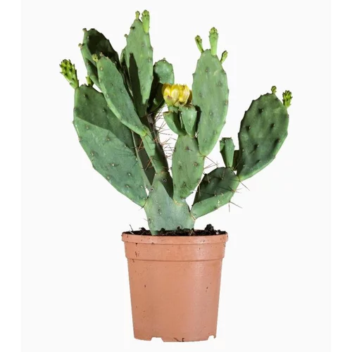 Jardin à aménager：Opuntia en pot de 4 L vert