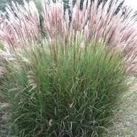 Bien pensé pour le jardin：Miscanthus Sin.Adagio - Le pot de 3 litres