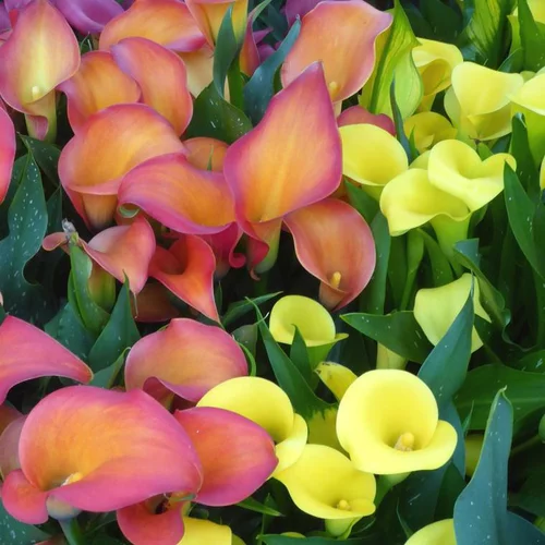 Pour vos envies de jardin：Arum couleur. Le pot de 2 litres