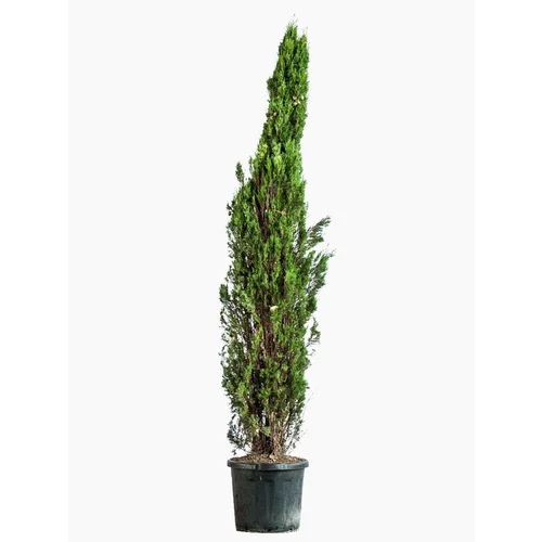 Pour créer votre univers jardin：Cupressus Sempervirens Pyramidalis (Cyprès de Provence) 175/200 en pot de 18 L vert