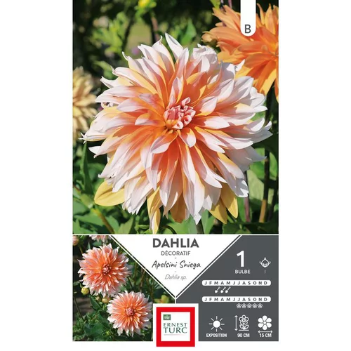 Pour l’univers du jardin:Dahlia décoratif Apelsini Sniega orange pointes blanc Ernest Turc - 1 bulbe