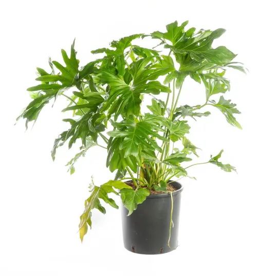 Plaisir dehors:Philodendron Selloum vert. Le pot Ø 19 cm