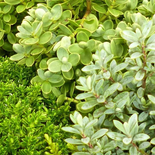 Jardin en extérieur：Hebe ou Véronique arbustive au feuillage vert - Le pot de 2,5 litres