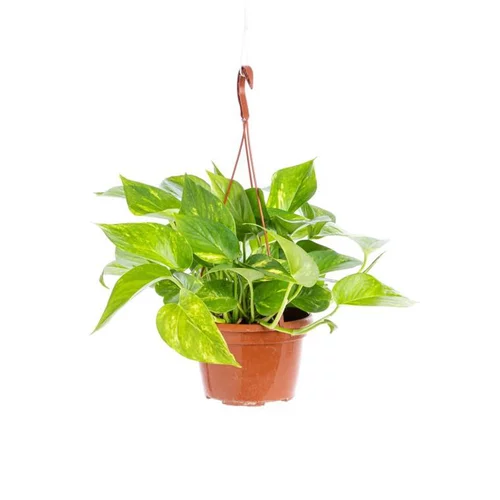 Une sélection pour le jardin:Pothos Aureus suspension Ø18xH40 cm