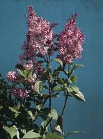 Style nature：Lilas