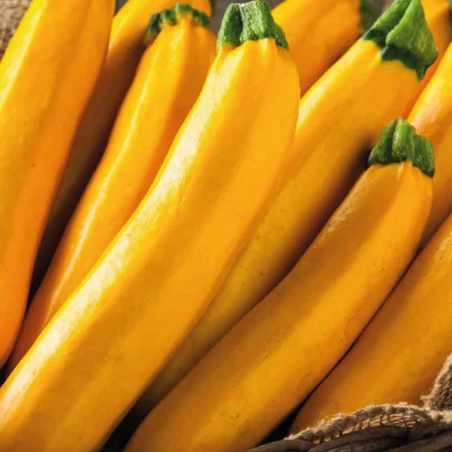 Choix au jardin：Courgette Jaune Lingodor. Le pot de 10,5 cm