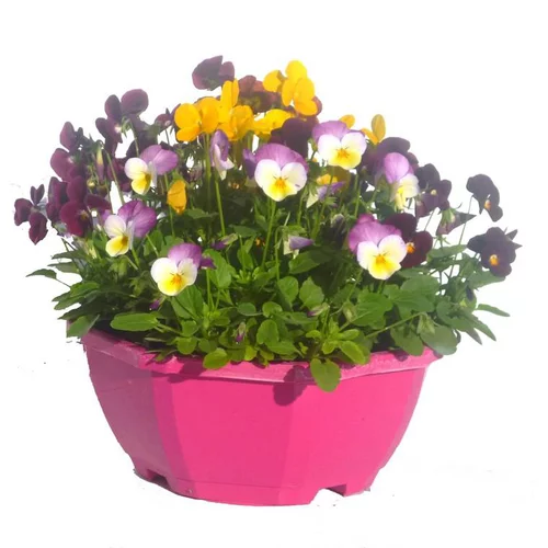 Jardin & solutions：violette cornue - La coupe de Ø 23-25 cm