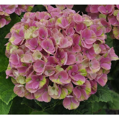 Accessoire extérieur:Hortensia à grandes fleurs Magical en pot de 5 litres