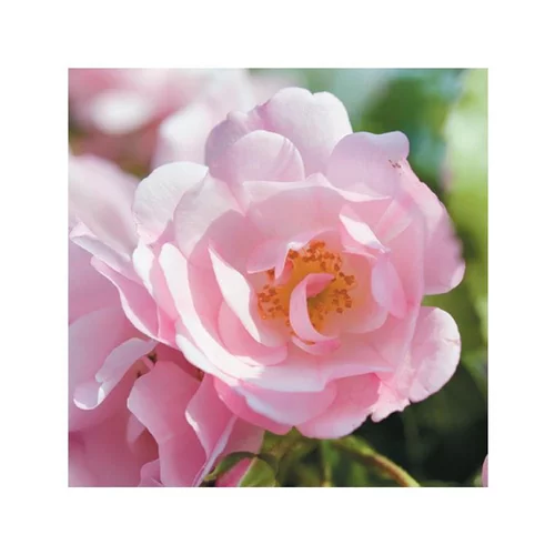 Pour personnaliser vos extérieurs：Rosier Mareva Rose tiges - Pot de 10L