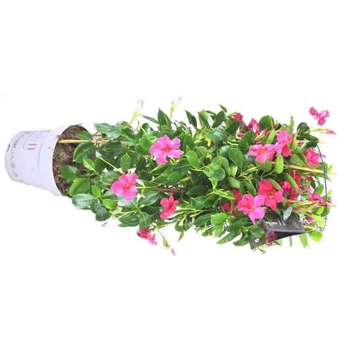Espace vert confort：Dipladénia double arceau ou Mandevilla à fleurs multicolores - Le pot de 6,5 litres