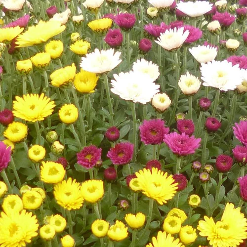 Bien dehors：Chrysanthème multifleurs - Bac carré 25 x 25 cm