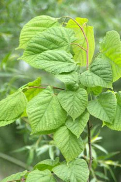 Un choix pratique pour l’extérieur:Tilleul à Grandes Feuilles. Le pot de 30 litres