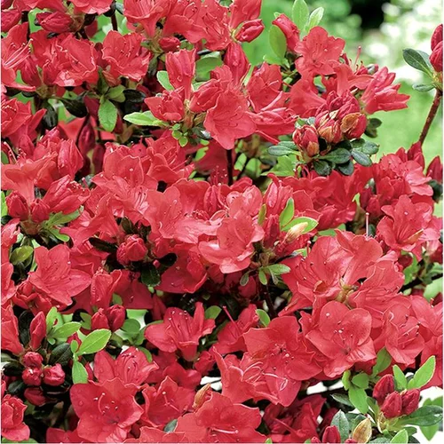 Utile pour le jardin:Azalea japonica johanna rouge en pot de 5 L