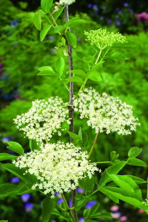 Jardin et loisirs：Sureau noir. Le pot de 3L