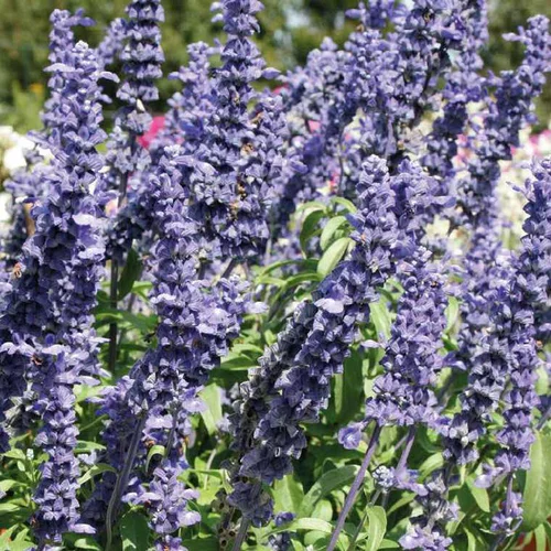 Une touche pratique au jardin：Sauge farinacea - Le pot de 9 x 9 cm