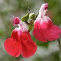 Pour transformer votre jardin:Salvia Microphylla Hot Lips - Le pot de 3 litres