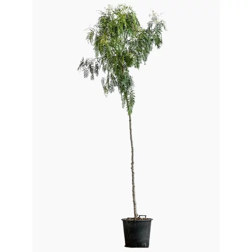 Bien pratique à l’extérieur：Schinus Molle (Faux poivrier odorant) en pot de 7 L vert