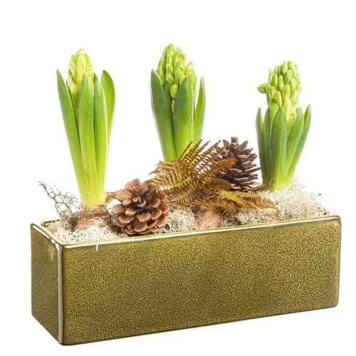 Jardin et maison:Composition de Noël jacinthe x 3. La jardinette verte