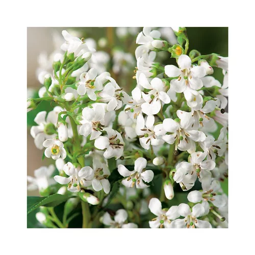 Pensé pour le jardin:Escallonia iveyii en pot de 3 litres