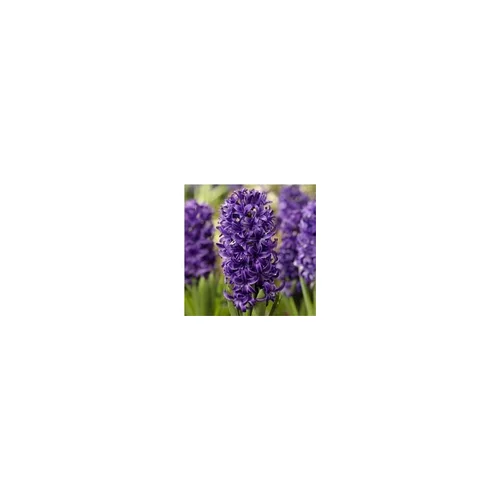 Accessoire au jardin：Jacinthes x3 pot plastique - Le pot de 12 cm