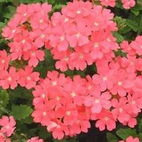 Durable au jardin：Verveine érigée - Le pot de 2,5 litres