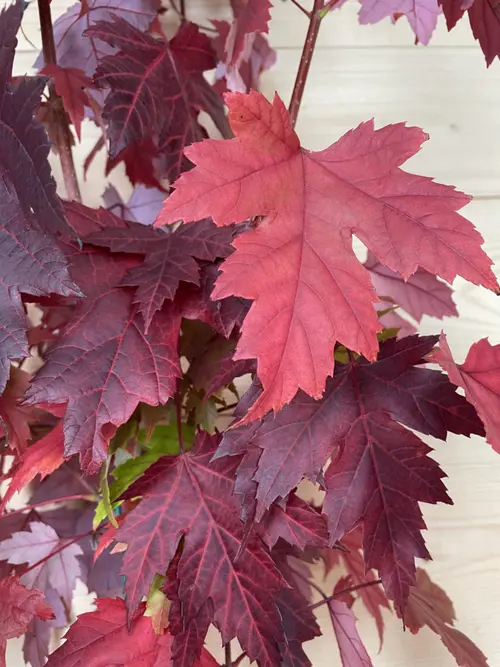 Durable au jardin：Érable de Freeman ‘Jeffersred’ botanic® vert. Le pot de 10 litres