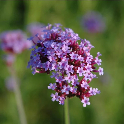 Solution extérieure：Verbena Bonariensis - Le pot de 4 litres
