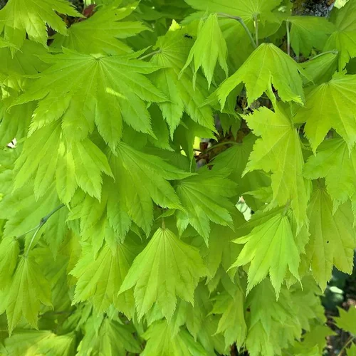 Un plus pour votre jardin：Érable du Japon Shirasawanum Aureum Moon nain. Le pot de 30 litres