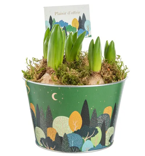 Idée pour le jardin:Jacinthe x 5 pot zinc automne - Ø 15 cm