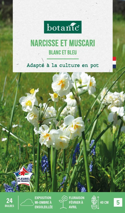 Pour un jardin bien organisé：Muscari et narcisse pluriflore en mélange - 24 bulbes