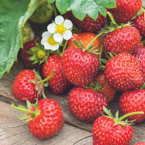 À découvrir pour l’extérieur：Fraisier Senga® 'Sengana' Bio. La motte de 7x7 cm