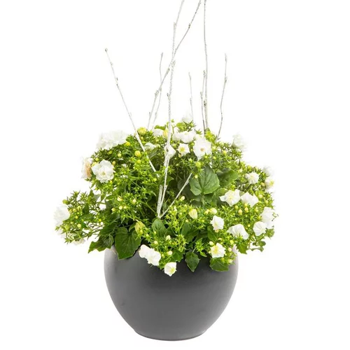 Pour faciliter la vie dehors：Composition de Noël campanule multicolore cache pot gris