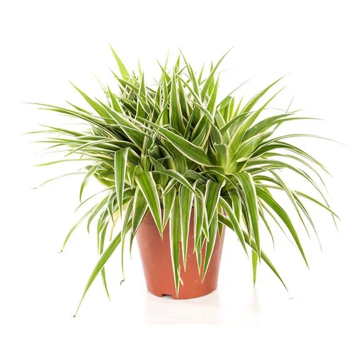 Pour un extérieur plus agréable：Chlorophytum Océan. Le pot Ø 12 cm