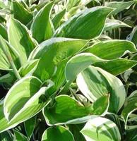 Jardin équipement：Hosta variées - Le pot de 3 litres