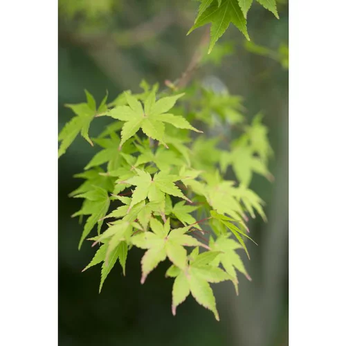 Jardin pour tous：Erable du Japon (ACER PALMATUM SANGO KAKU ) Le pot de 110 litres