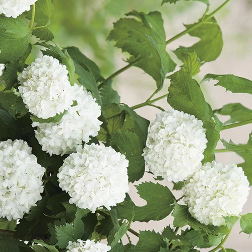 Extérieur utile:Viorne Boule de neige Roseum blanc. Le pot de 7 litres