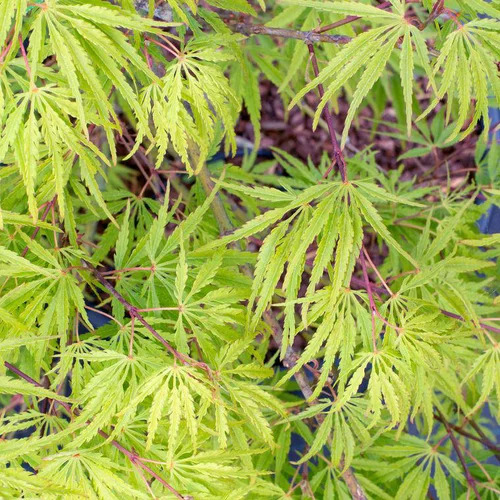 Jardin pour tous:Erable du Japon (ACER PALMATUM DISSECTUM PALMATIFIDIUM ) Le pot de 110 litres