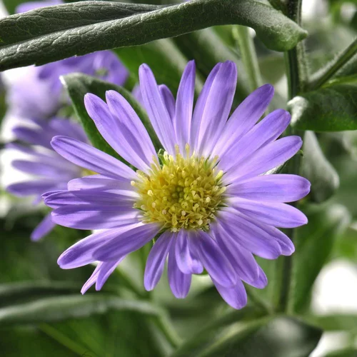 Un choix pratique pour le jardin：Aster. Le pot de 10,5 cm
