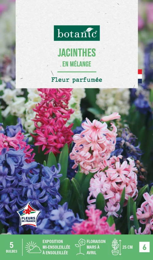 Extérieur adapté：Jacinthe en mélange botanic® - 5 bulbes