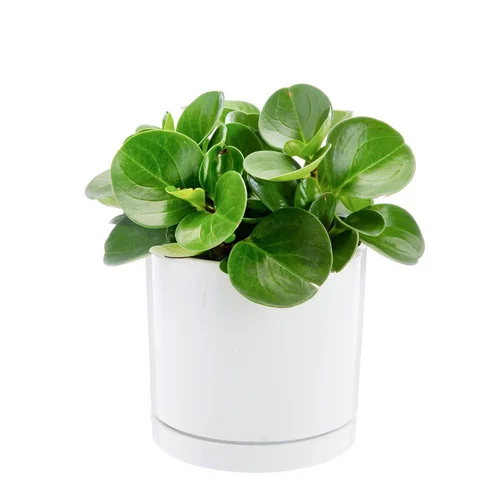 Pour la maison et l’extérieur:Peperomia obtusifolia Green gold vert en pot blanc émaillé botanic®. Le pot Ø 18 cm