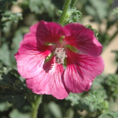 Confort jardin：Anisodontea - Le pot de 2,5 litres
